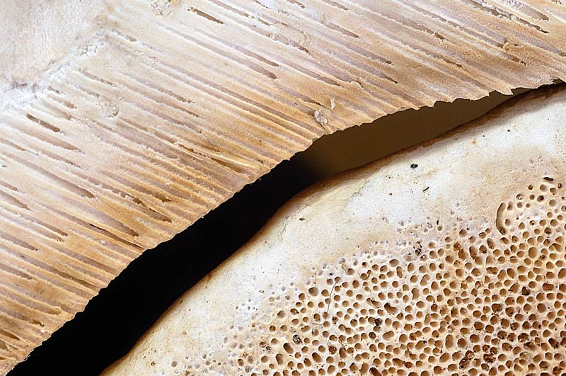 Ulteriore aiuto (Fomitopsis pinicola)
