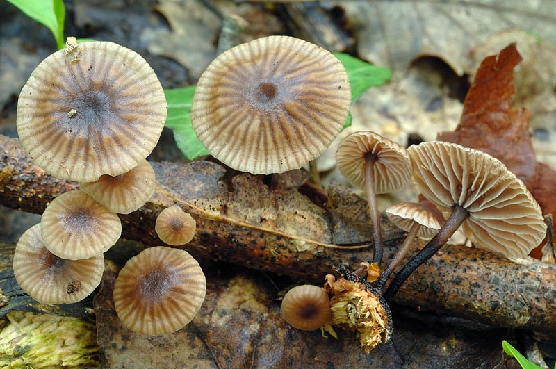 Una Crosta da studiare - foto 0423 (Phanerochaete sordida)