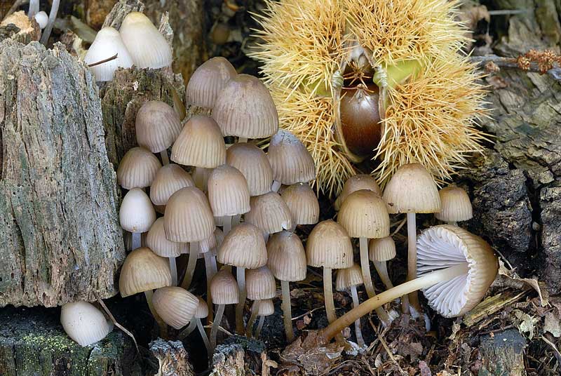 Quale genere? (cfr. Mycena sp.)