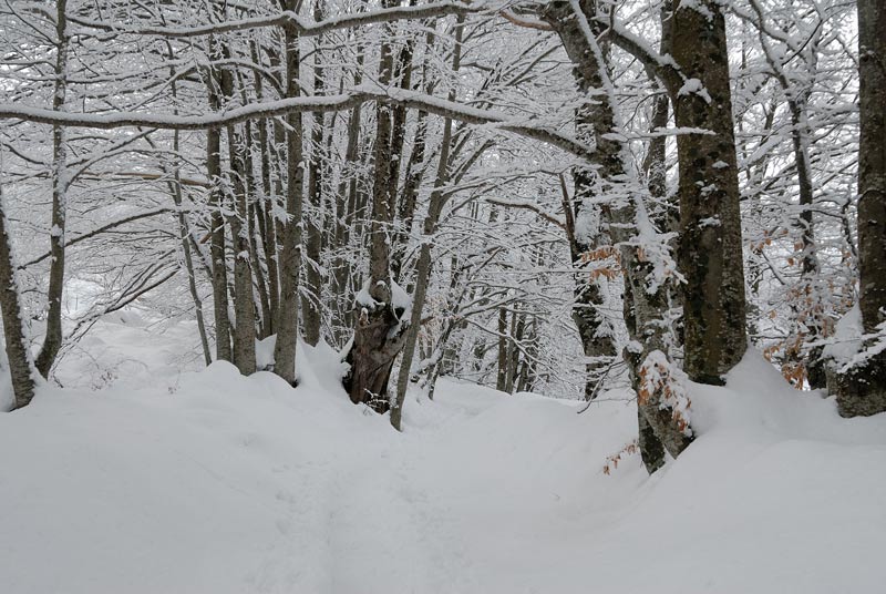 Passeggiata tra i faggi innevati (Schizopora paradoxa)