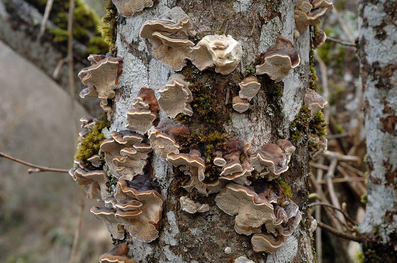 Un lignicolo da vedere - foto 0003 (Trametes ochracea)