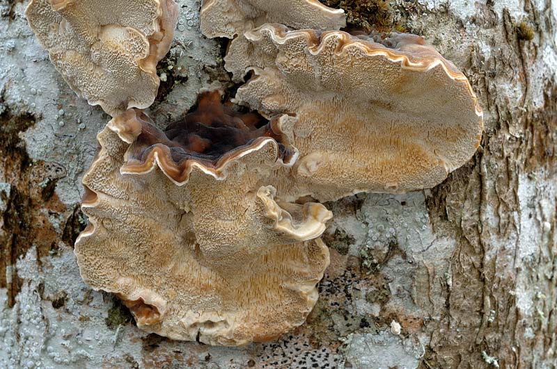 Un lignicolo da vedere - foto 0003 (Trametes ochracea)