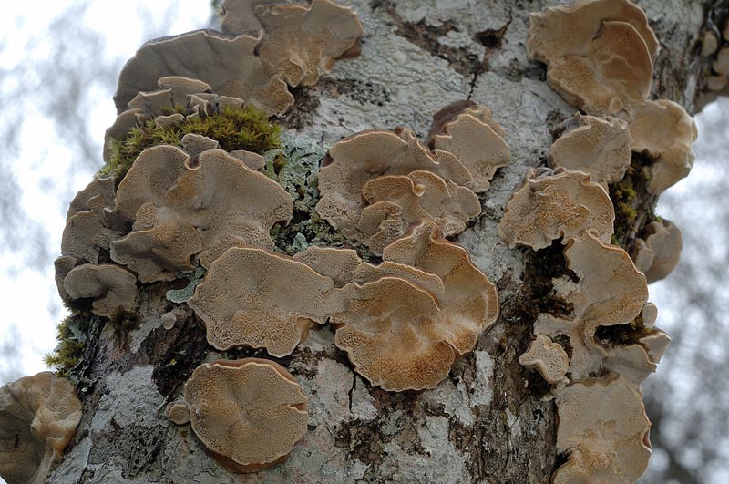 Un lignicolo da vedere - foto 0003 (Trametes ochracea)