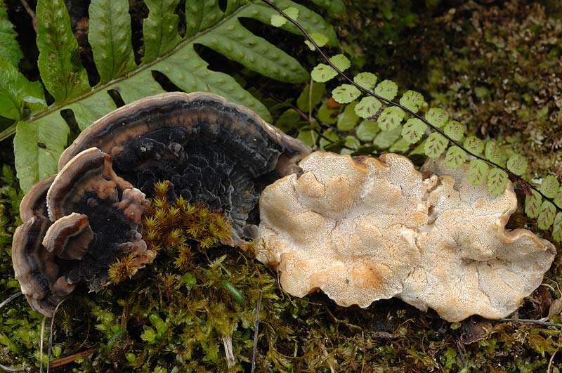 Un lignicolo da vedere - foto 0003 (Trametes ochracea)