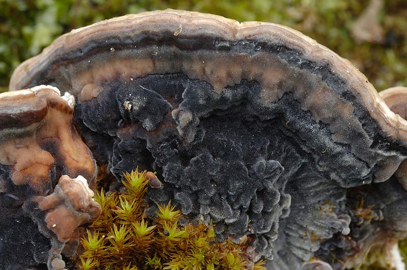 Un lignicolo da vedere - foto 0003 (Trametes ochracea)