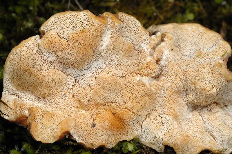 Un lignicolo da vedere - foto 0003 (Trametes ochracea)