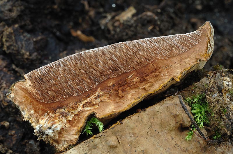 Phellinus nato capovolto - foto 0181 (Ganoderma applanatum)