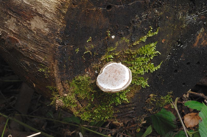 Phellinus nato capovolto - foto 0181 (Ganoderma applanatum)