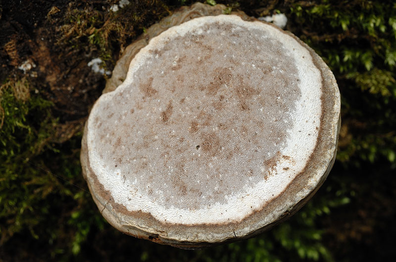 Phellinus nato capovolto - foto 0181 (Ganoderma applanatum)