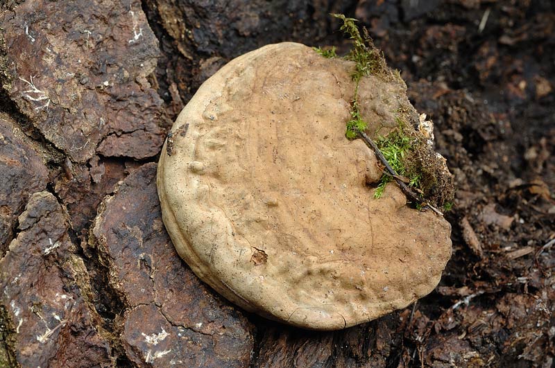 Phellinus nato capovolto - foto 0181 (Ganoderma applanatum)