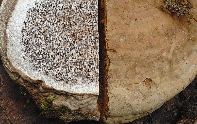 Phellinus nato capovolto - foto 0181 (Ganoderma applanatum)