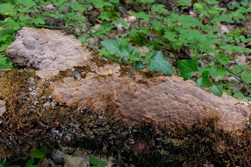 Un Phellinus da determinare-foto0381(Phellinus ferruginosus)