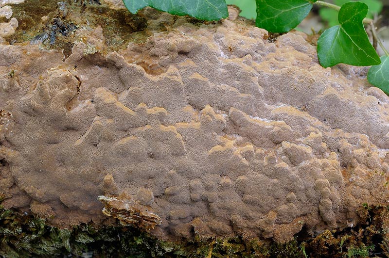 Un Phellinus da determinare-foto0381(Phellinus ferruginosus)