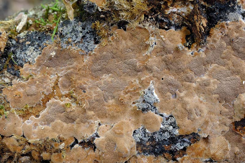Un Phellinus da determinare-foto0381(Phellinus ferruginosus)