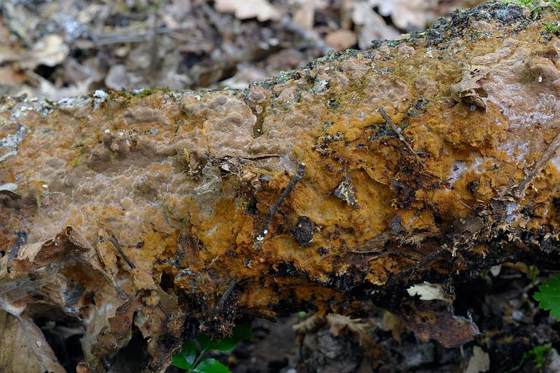 Un Phellinus da determinare-foto0381(Phellinus ferruginosus)