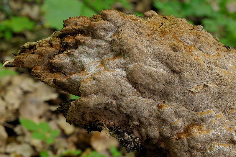 Un Phellinus da determinare-foto0381(Phellinus ferruginosus)