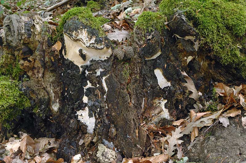 Phellinus?con bordo nero-foto1217(Perenniporia medulla-panis