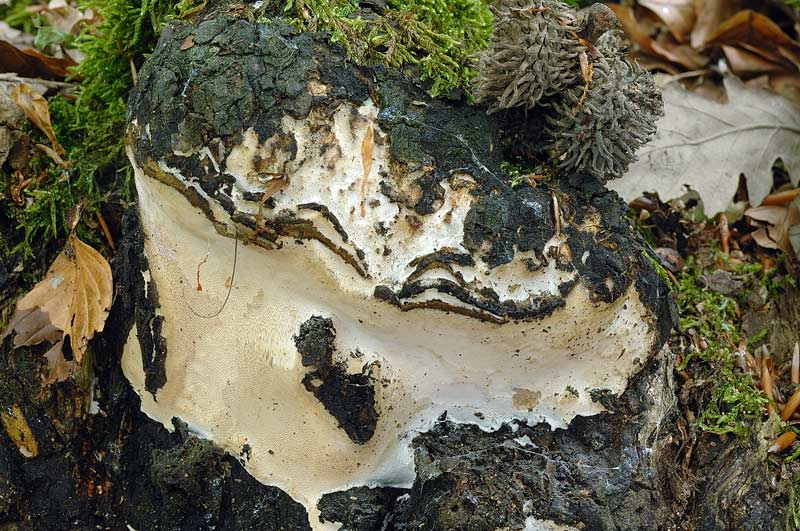 Phellinus?con bordo nero-foto1217(Perenniporia medulla-panis