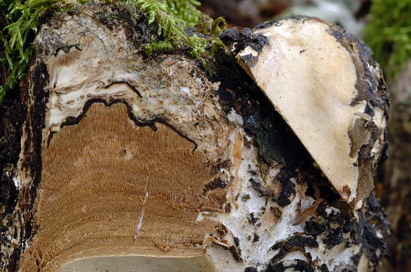 Phellinus?con bordo nero-foto1217(Perenniporia medulla-panis