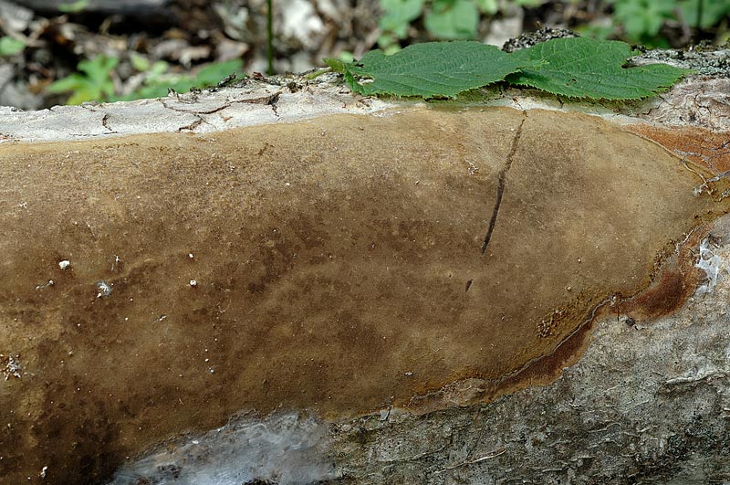 Un bel Phellinus su nocciolo-foto 1418(Phellinus punctatus)