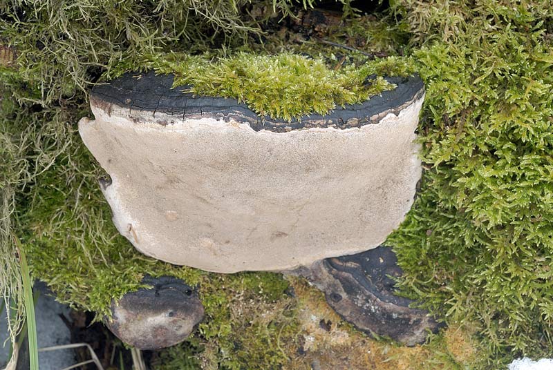 Un Ganoderma se siete d''accordo - foto 3025 (Phellinus sp.)