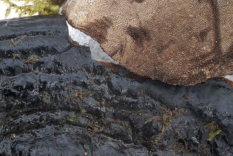 Un Ganoderma se siete d''accordo - foto 3025 (Phellinus sp.)