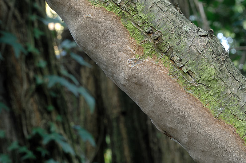 Phellinus da determinare - foto 5282 (Phellinus punctatus)