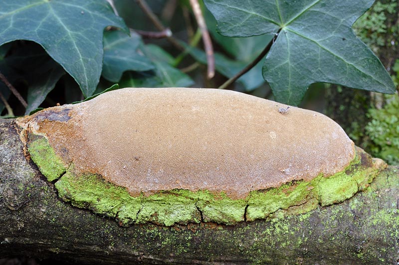 Phellinus da determinare - foto 5282 (Phellinus punctatus)