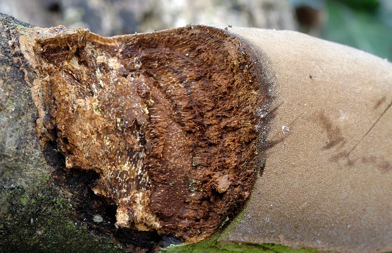 Phellinus da determinare - foto 5282 (Phellinus punctatus)