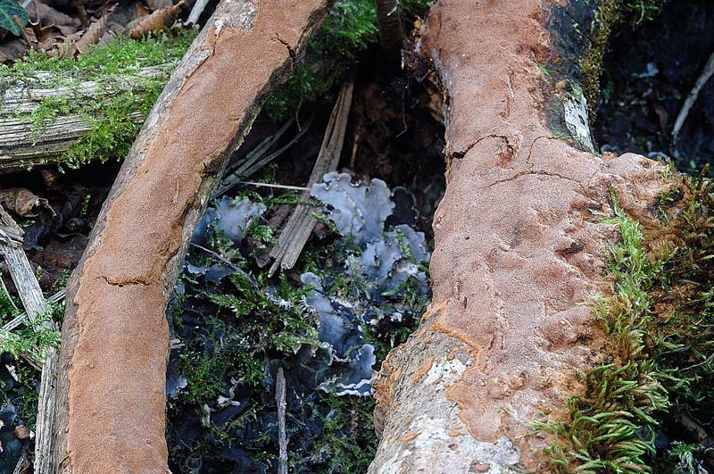 Phellinus da determinare - foto 5985