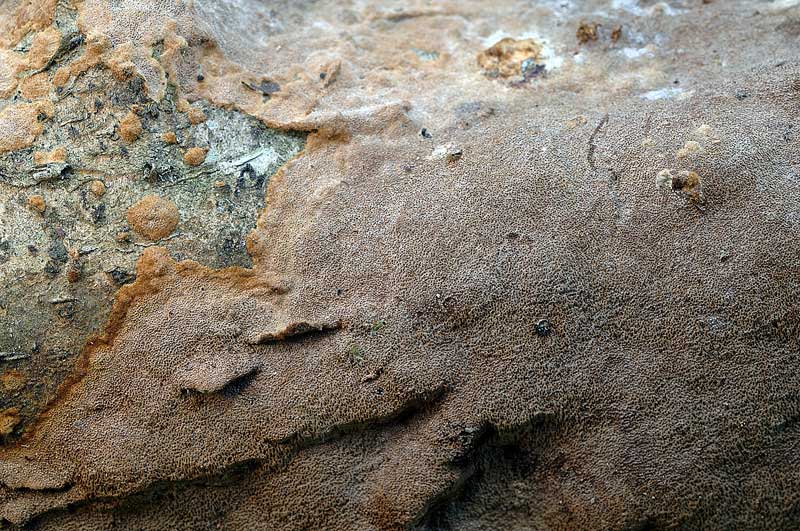 Phellinus da determinare - foto 5985