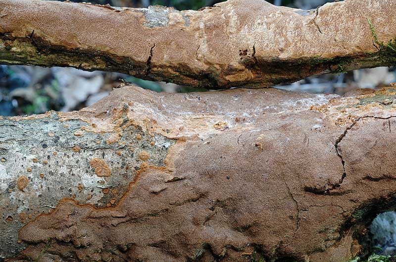 Phellinus da determinare - foto 5985