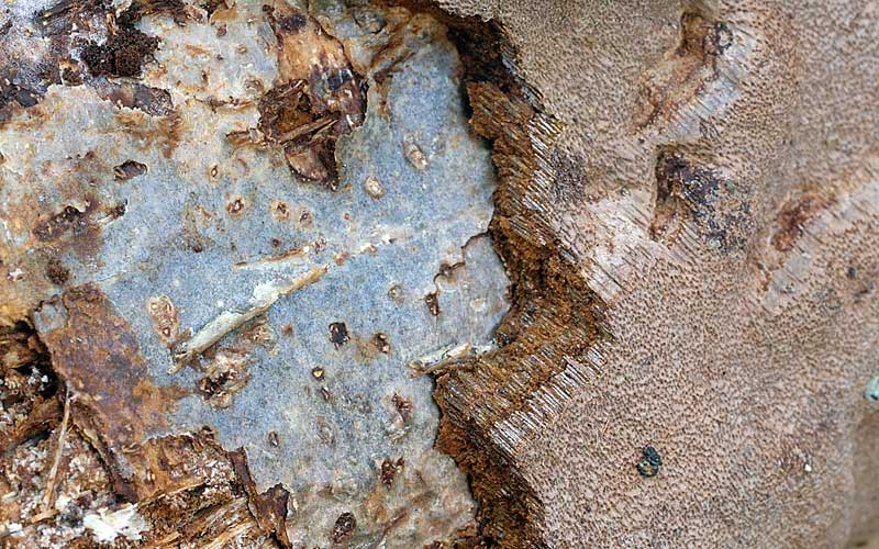 Phellinus da determinare - foto 5985