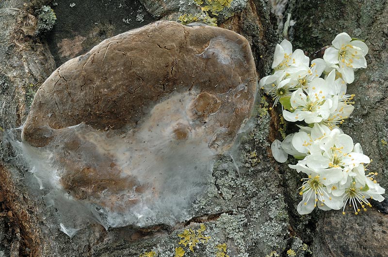 Un Phellinus per Marco - foto 7278 (Phellinus pomaceus)