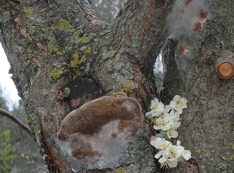 Un Phellinus per Marco - foto 7278 (Phellinus pomaceus)