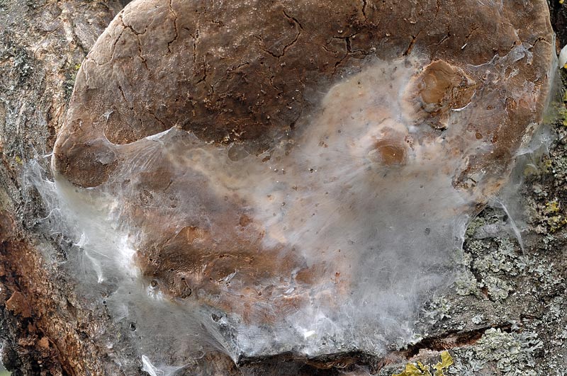 Un Phellinus per Marco - foto 7278 (Phellinus pomaceus)