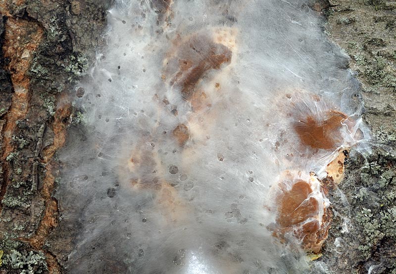Un Phellinus per Marco - foto 7278 (Phellinus pomaceus)