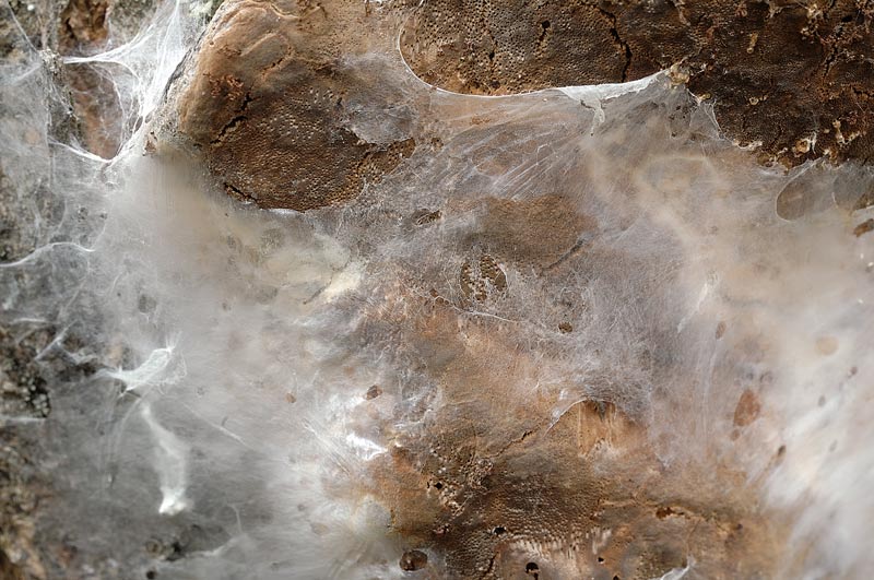 Un Phellinus per Marco - foto 7278 (Phellinus pomaceus)