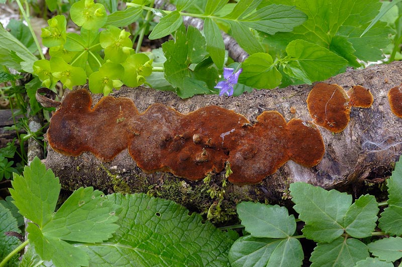 Un Phellinus bello resupinato e rossastro - foto 9127