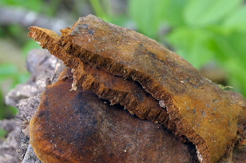 Un Phellinus bello resupinato e rossastro - foto 9127