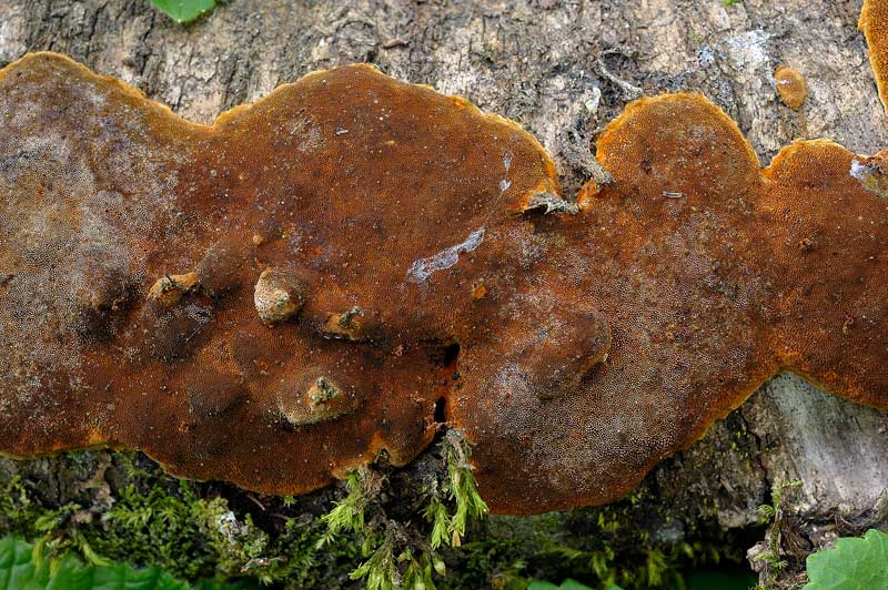 Un Phellinus bello resupinato e rossastro - foto 9127