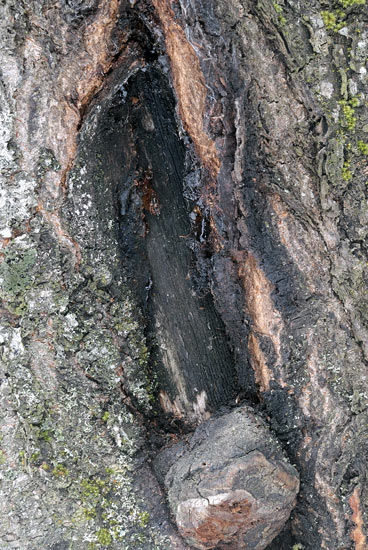 Un lignicolo del Ceppo (Phellinus pomaceus)