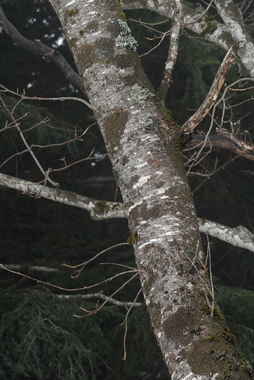 Un lignicolo del Ceppo (Phellinus pomaceus)