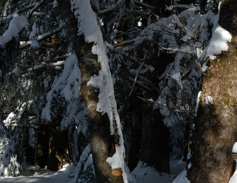 Un lignicolo del Ceppo (Phellinus pomaceus)