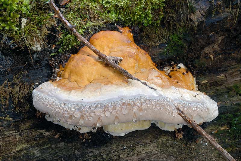 Ulteriore aiuto (Fomitopsis pinicola)