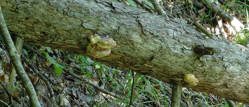 Fomitopsis pinicola su Pino