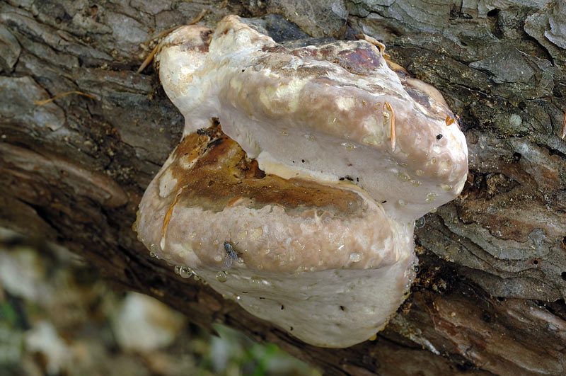 Fomitopsis pinicola su Pino