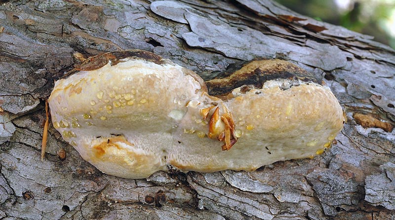 Fomitopsis pinicola su Pino