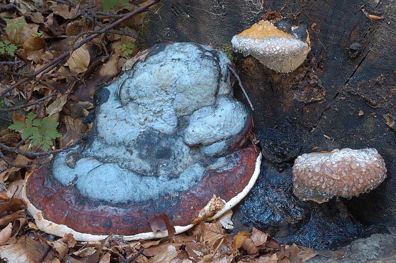 Ulteriore aiuto (Fomitopsis pinicola)