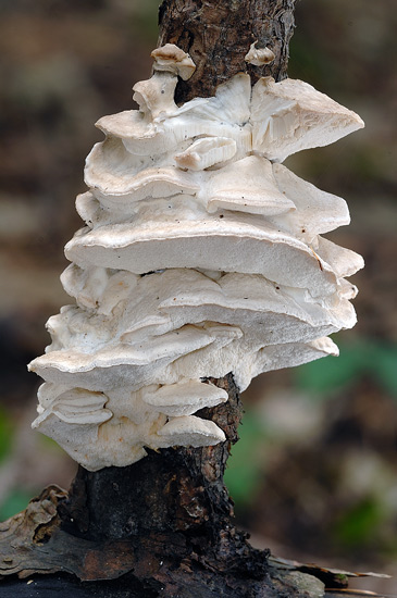 Sedmbrava una Postia - foto 5870 (Postia tephroleuca)